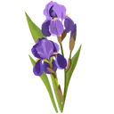 Irishealthclinical logo