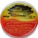 Microbal. Asesoría Alimentaria S.A. logo