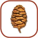 Sequoia Ecological Consulting logo